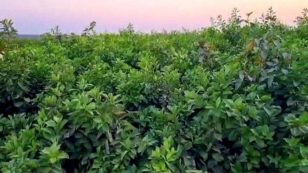 نکات عمومی کاشت مرکبات