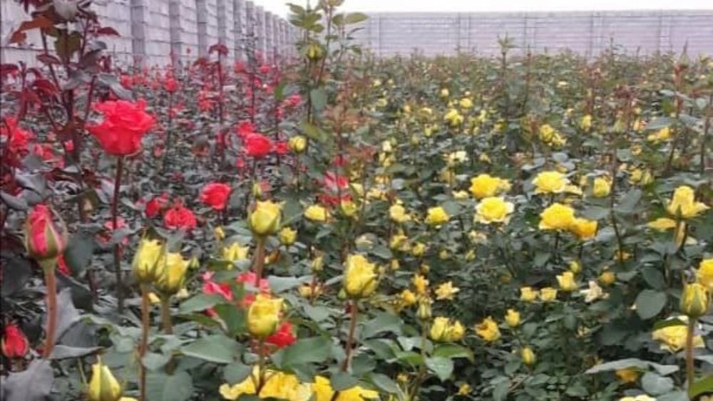 Dezful'da Hollanda gülü ve aşılı narenciye fidesi üretimi