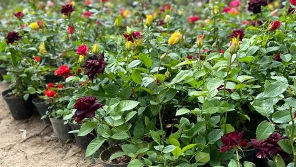 خرید گل رز هلندی در دزفول خوزستان رز دو رنگ، اوالانچ و رز سلطانی
