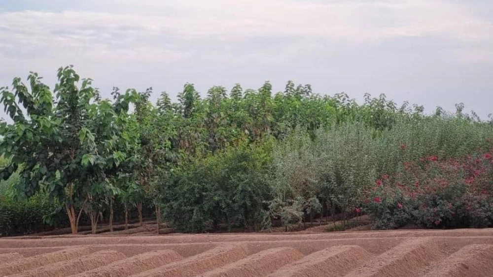 نهال مرکبات پیوندی در دزفول