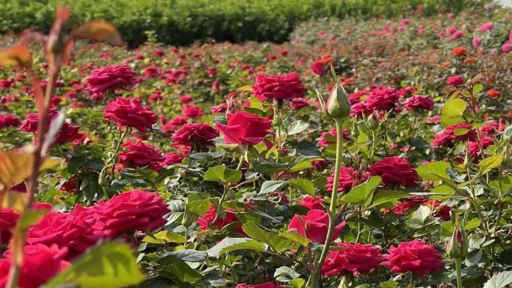 تفاوت گل رز ایرانی و رز هلندی