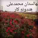 تولید و فروش گل رز هلندی و نهال مرکبات پیوندی در دزفول خوزستان