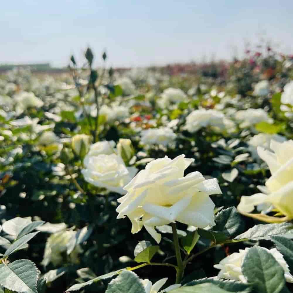 Avalanche white rose