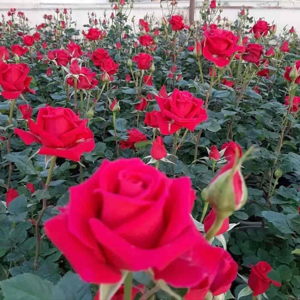 Royal red rose