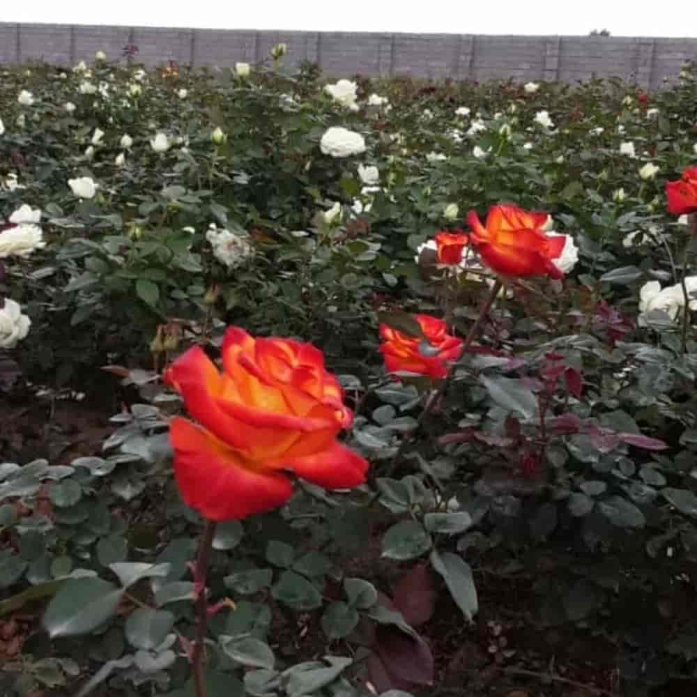 Two color rose