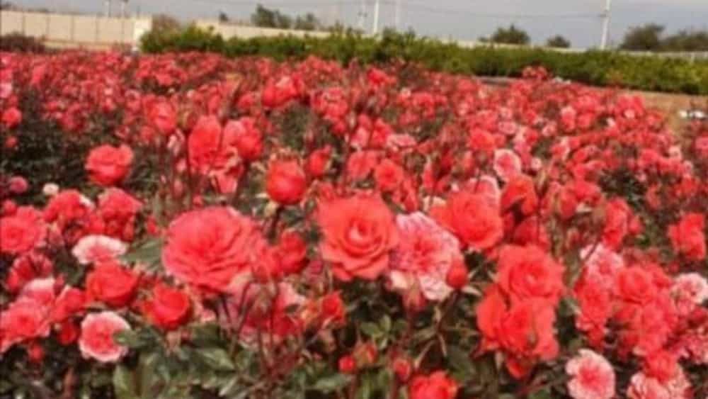 إنتاج وبيع الورد الهولندي في دزفول بالأسعار المباشرة من المشتل