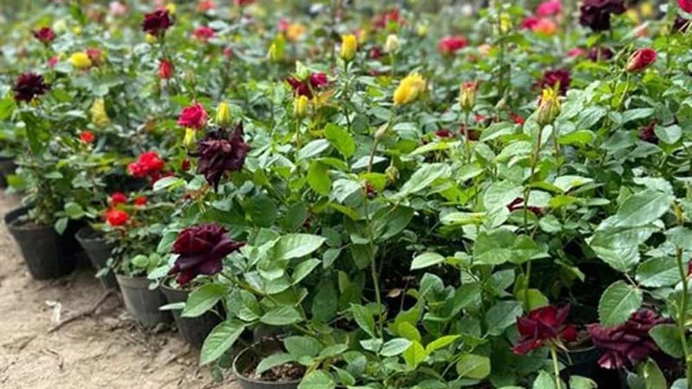 اشتري الورود الهولندية في دزفول خوزستان، الورد ذو اللونين، الورد الانهيار الجليدي والورد السلطاني