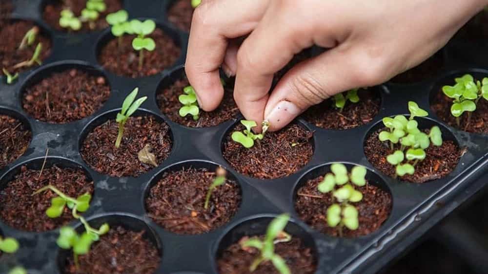 شراء بذور وشتلات عالية الجودة في دزفول، مناسبة للبستانيين والمزارعين