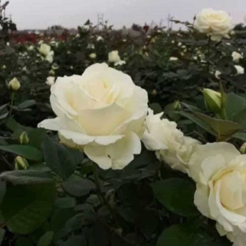1766222845571.webp