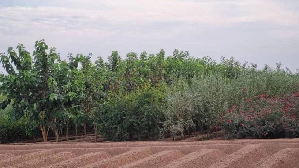 نهال مرکبات پیوندی در دزفول