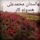 Production and sale of Dutch roses and transplanted citrus seedlings in Dezful, Khuzestan