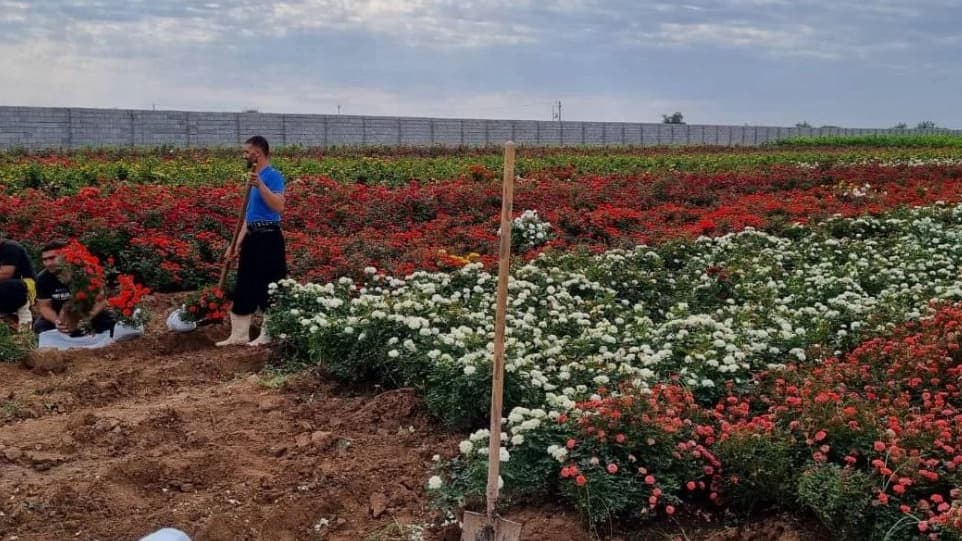نهالستان الماس جنوب