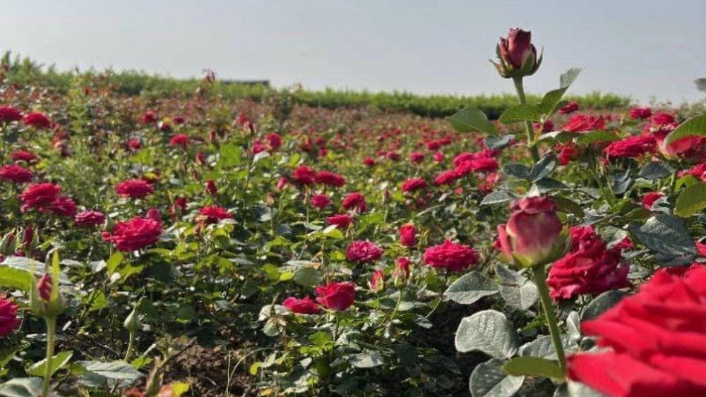 گل رز هلندی در دزفول گل رز هلندی در دزفول