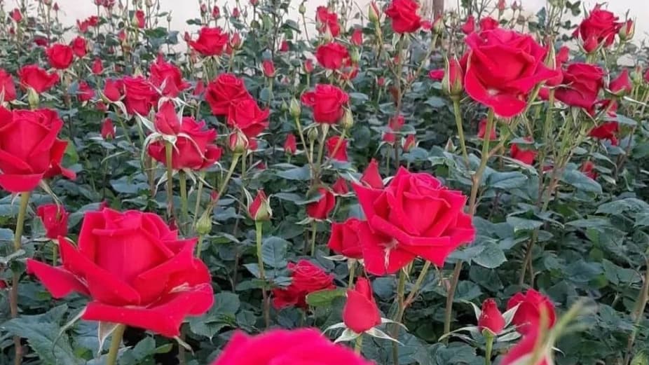 گل رز هلندی در دزفول