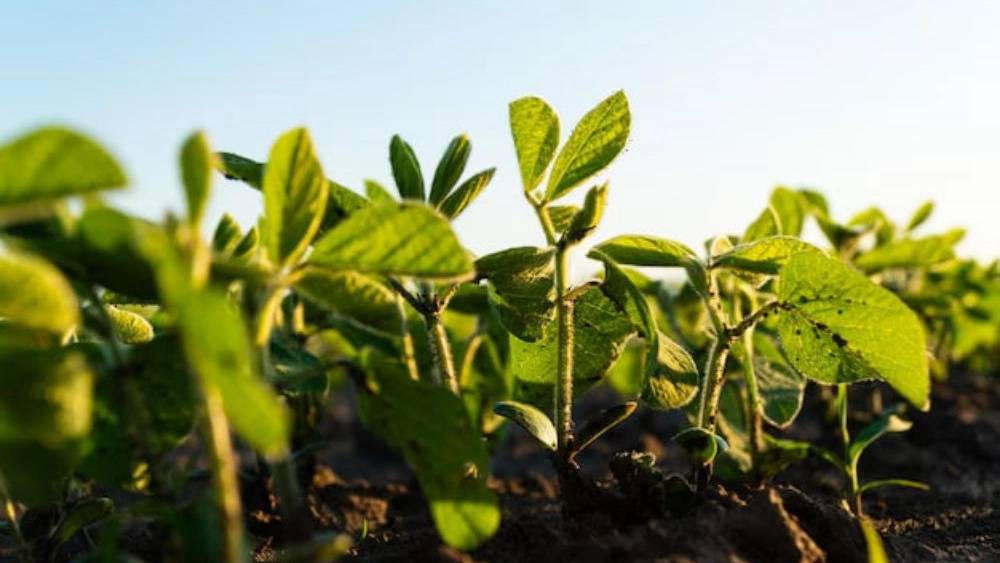 نهالستان الماس جنوب دزفول نهالستان الماس جنوب دزفول